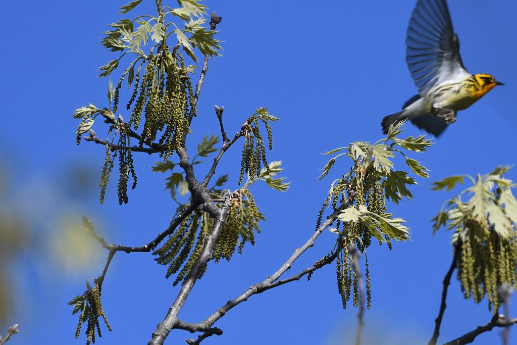 Warbler, Blackburnian, 2017-05166181 Parker River NWR, MA.JPG - Blackburnian Warbler. Parker River National Wildlife Refuge, MA, 5-16-2017